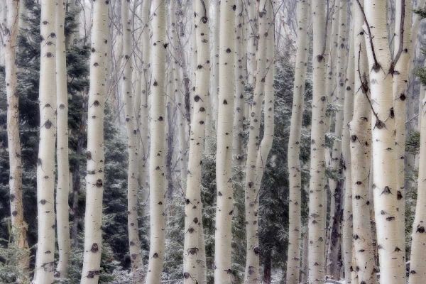 USA, Utah Aspen trees in Hells Backbone area